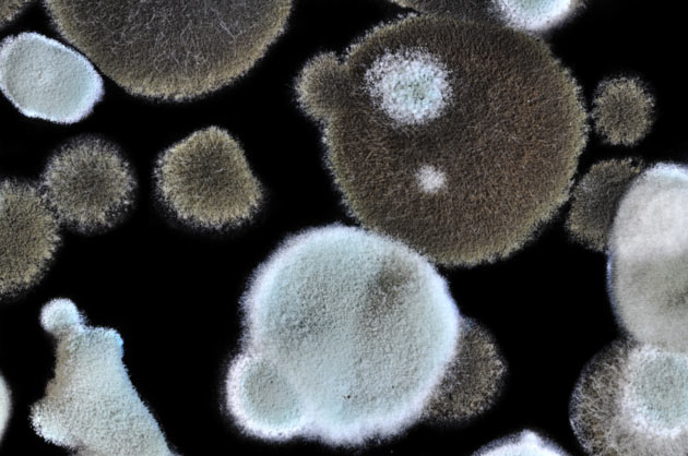 Read More about Mold Removal